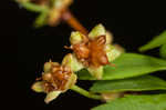 Thunberg's meadowsweet